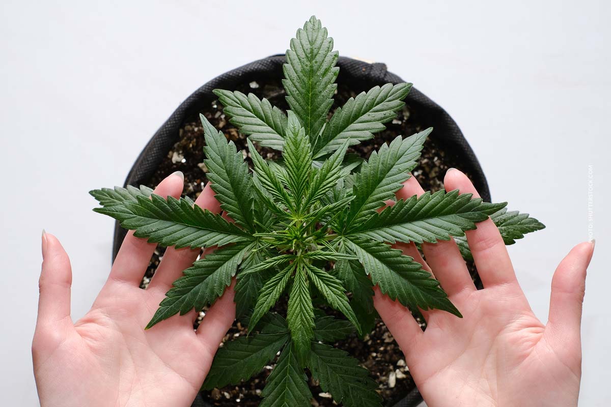 Mikrodosierung Cannabis: Effekte, Anwendung & Forschung