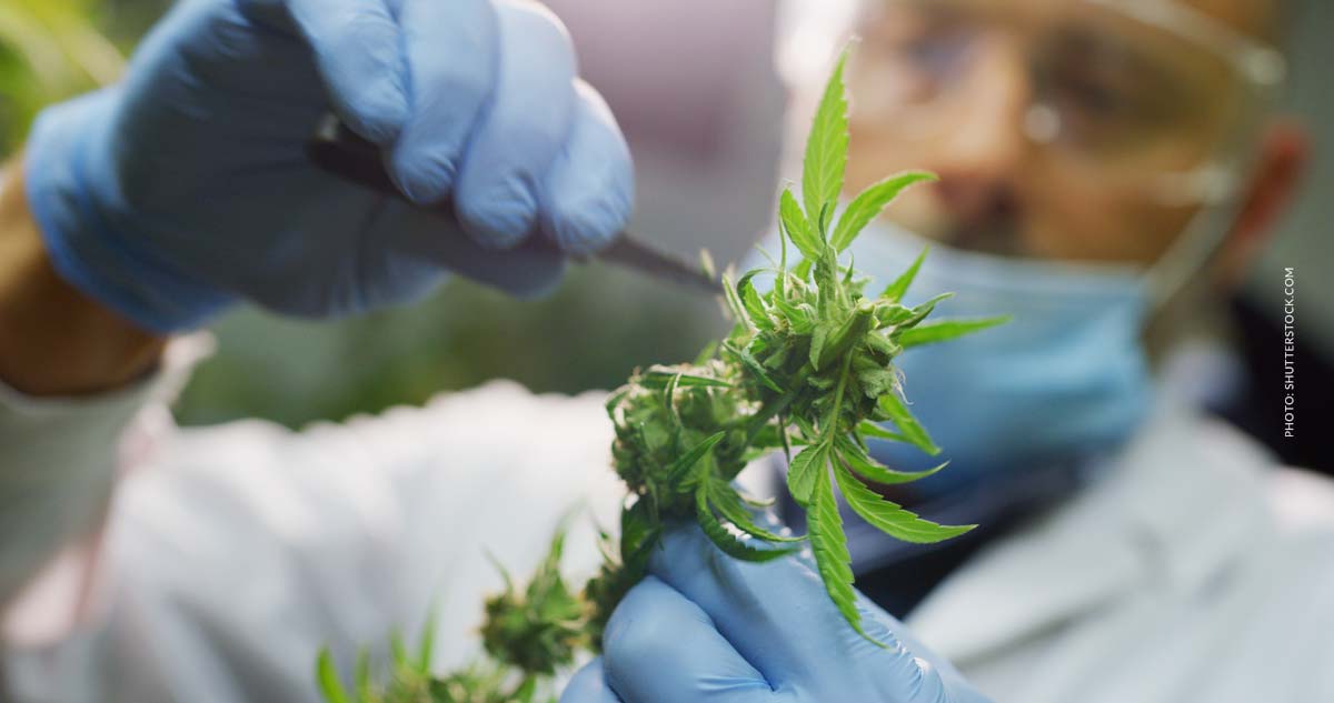 Dopiopharm: Hersteller, Blüten, Sorten & Liste