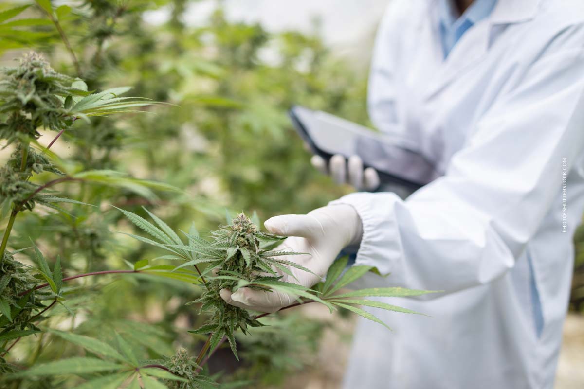Cannabis Terpene: Duft, Analyse & Nutzen