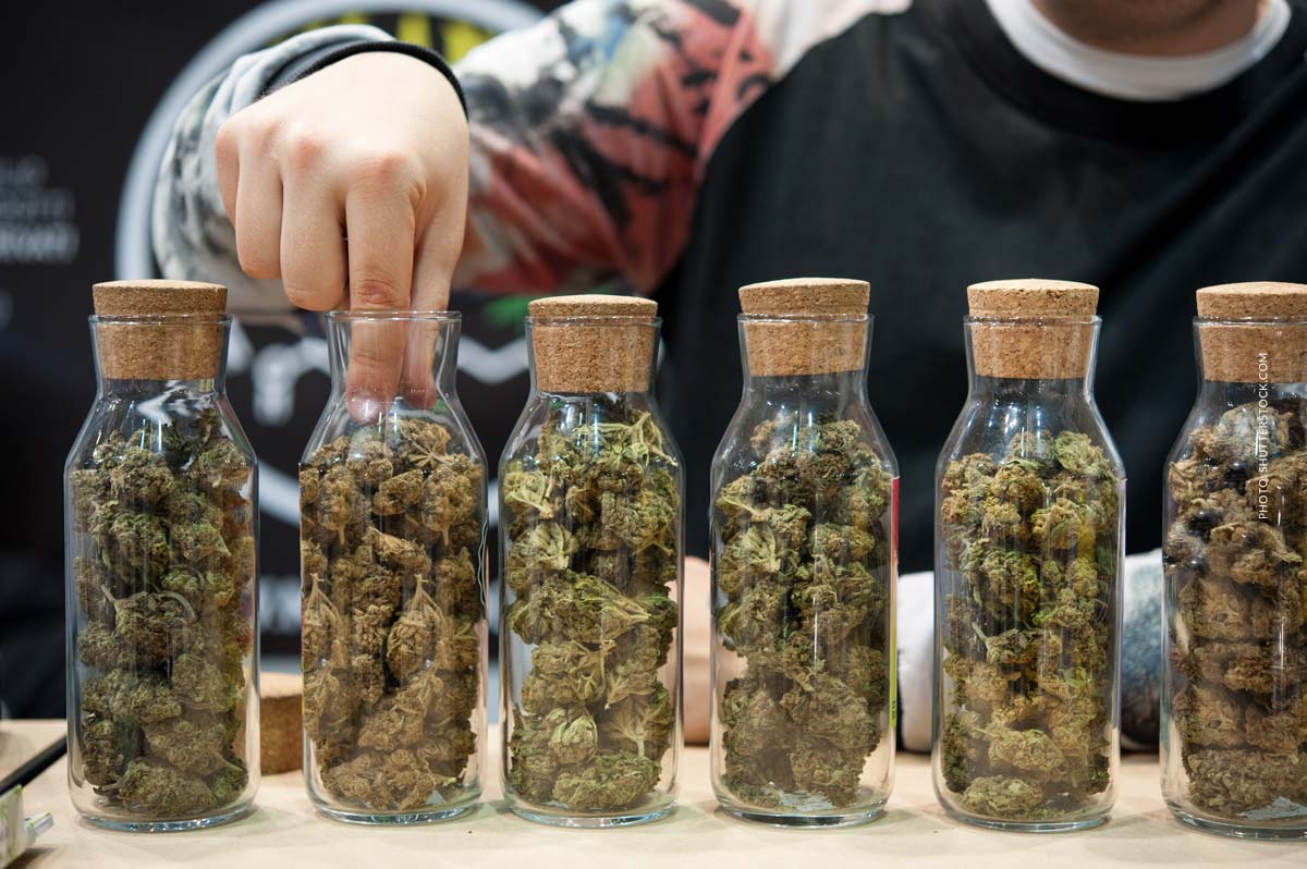 Cannabis Strains für Anfänger: Einstieg, Auswahl & Wirkung