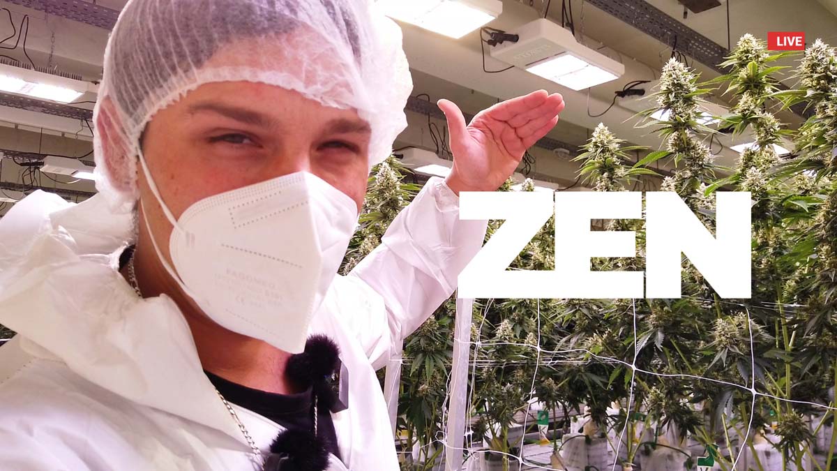 Watermelon Zkittlez: Sorte, Wirkung & THC Gehalt