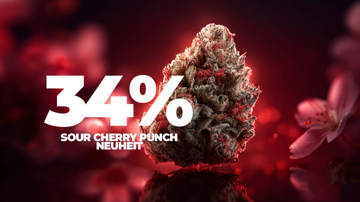 Cherry Pie OG: Sorte, Wirkung & THC Gehalt