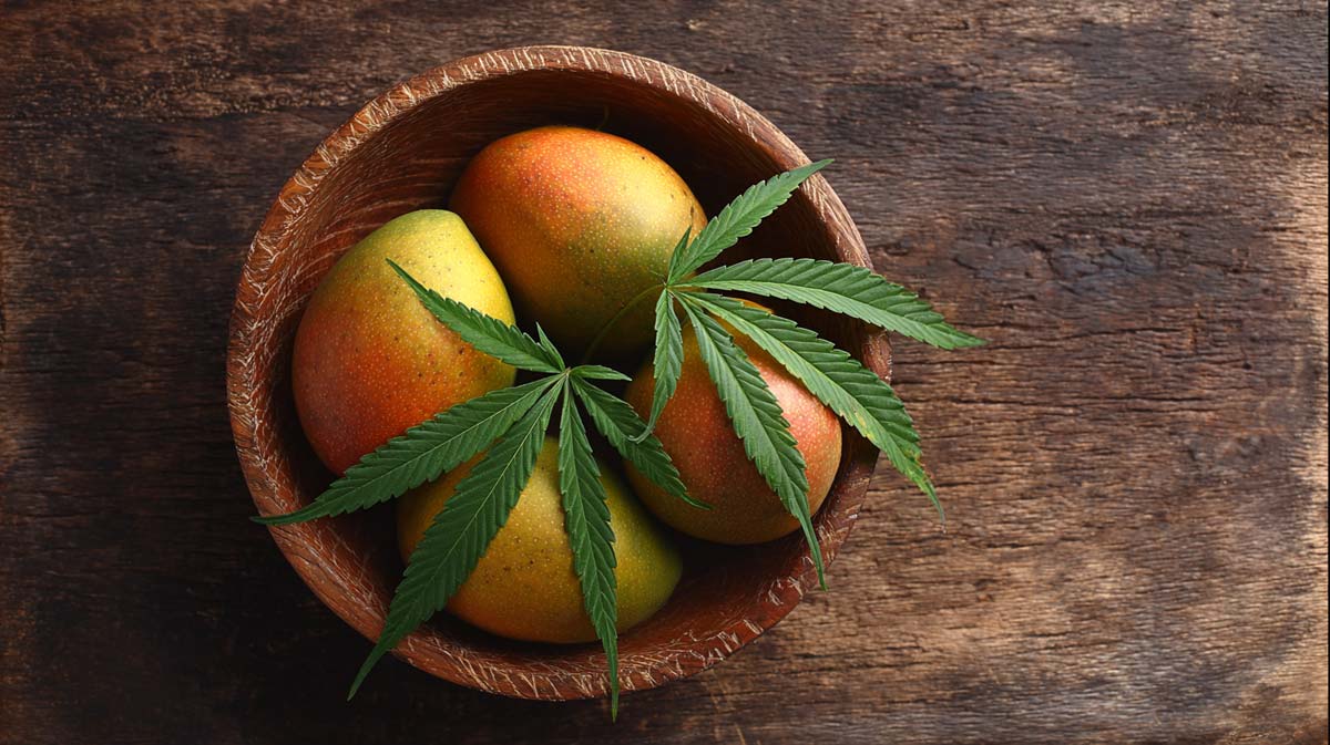 SFV OG: Sorte, Aroma & THC Gehalt