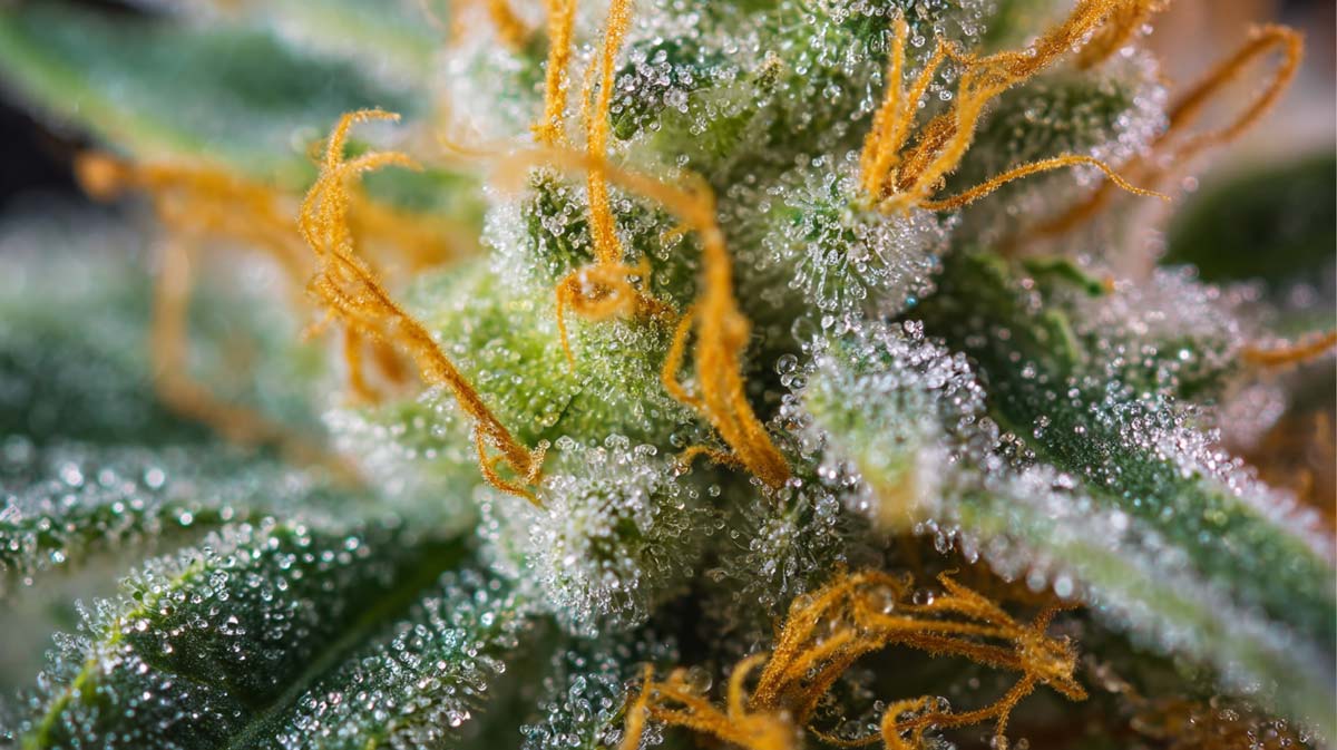 Marihuana vor und nach der OP: Behandlung, Risiken & Nutzen