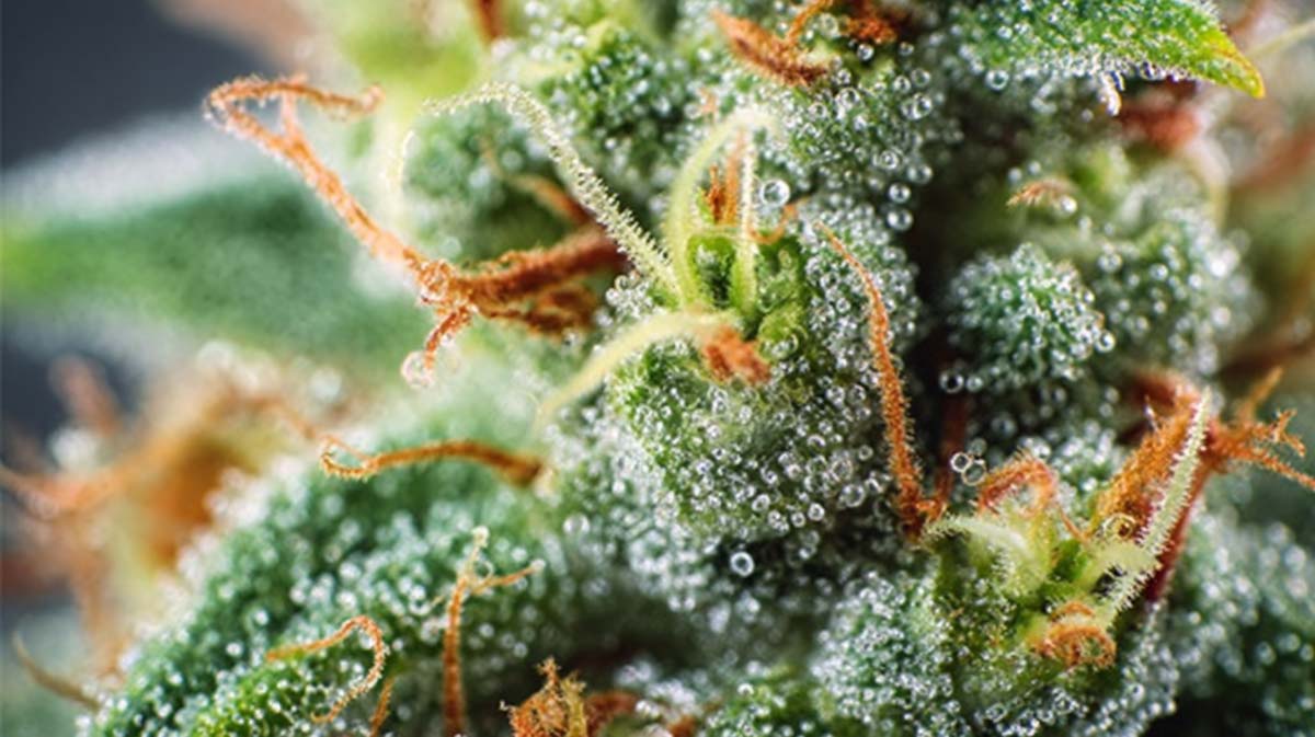 Wedding Cake Sorten: Top 15 Strains – Liste, Namen, Wirkung & Herkunft